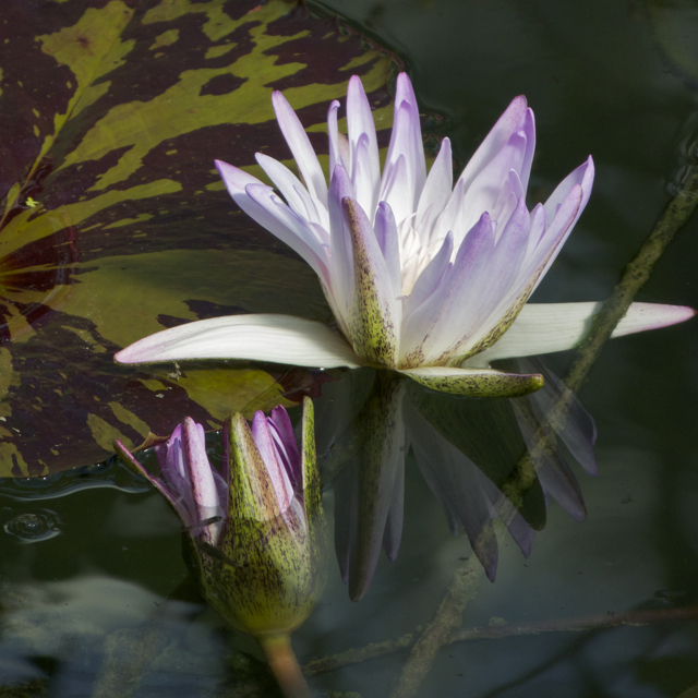 Kew Details 3