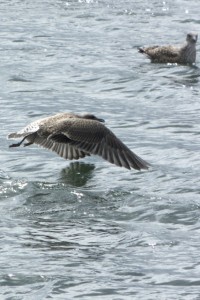 Fledglings