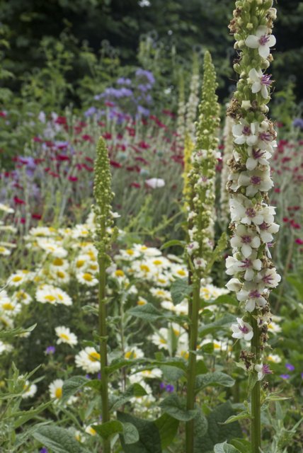 Culross Garden 2